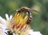 Lasioglossum calceatum